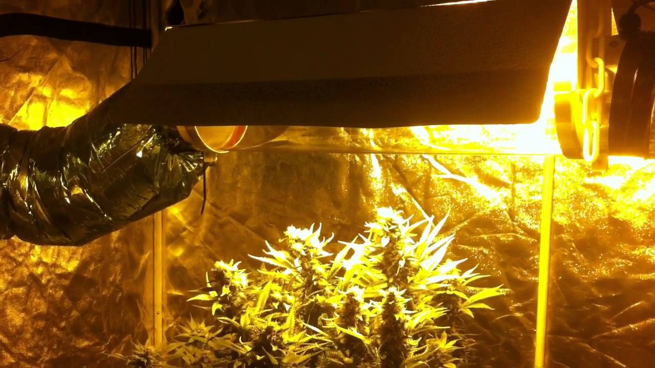 Best hydro run to waste 8 ounces one plant