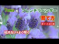 季節のお花Toms流 フレンチラベンダー育て方