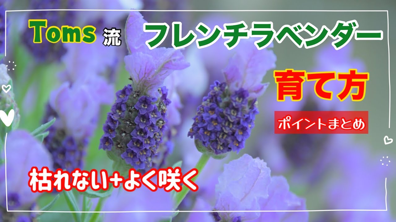 季節のお花Toms流 フレンチラベンダー育て方