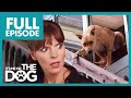 Dog Jumps Out the Window Causes Serious Injuries😱 | Full Episode | It&#39;s Me or the Dog