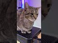 Cat in Workspace