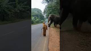 Elephant Saves Old Woman From Speeding Truck