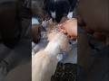 #everyone #love #animallife #fypシ #pets #dogs #feedshorts #petlovers