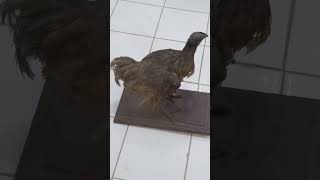                                                                      - اسمعها