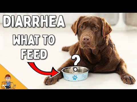 You're Feeding Your Dog With Diarrhea WRONG (Home Treatment Vet Advice)