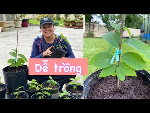 Video Gieo hạt mãng cầu dai & trồng cây con phát triển nhanh... - youtube