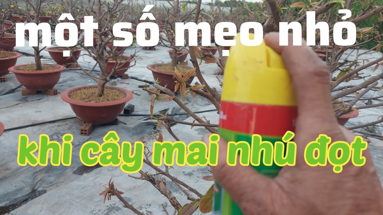 việc cần làm khi cây mai nhú đọt non