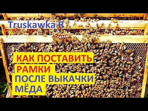 Видео: Кога да изтегля мед? Как да изтеглите мед без екстрактор за мед