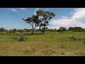 Djuma Private Game Reserve Live Stream