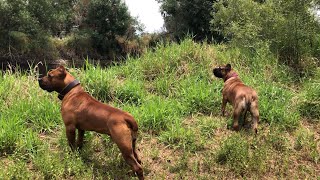 Boerboels 🐶🐶 discover Alligator 🐊 bones 🦴 and Gopher tortoise 🐢 in Riverbed 🏞️🌎@UniqueMastiffs333