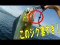 青物が湧く海でイナダとシイラのナブラ打ちしたら凄かった！