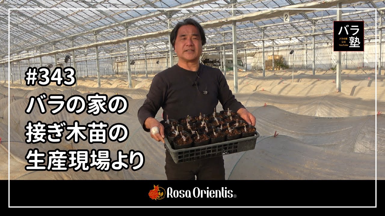 バラ苗問い合わせページ 343 From the production site of grafted seedlings at Rose House