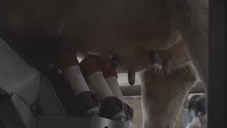 milking machine milking cows close up machine milking sheep