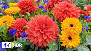 🌸 Beautiful Flowers in 4K | Step Into a Garden of Pure Beauty screenshot 3