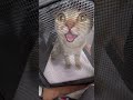 寄生虫駆除のため、病院🏥へ。移動中のストレスで口呼吸になってしまった😭