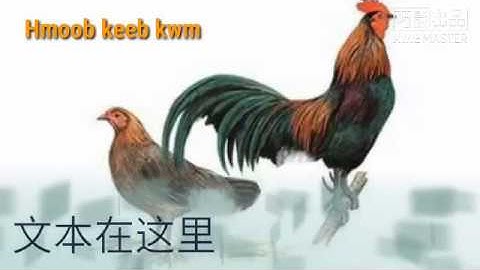 Dab neeg mus cuab qaib qus 14/11/2019