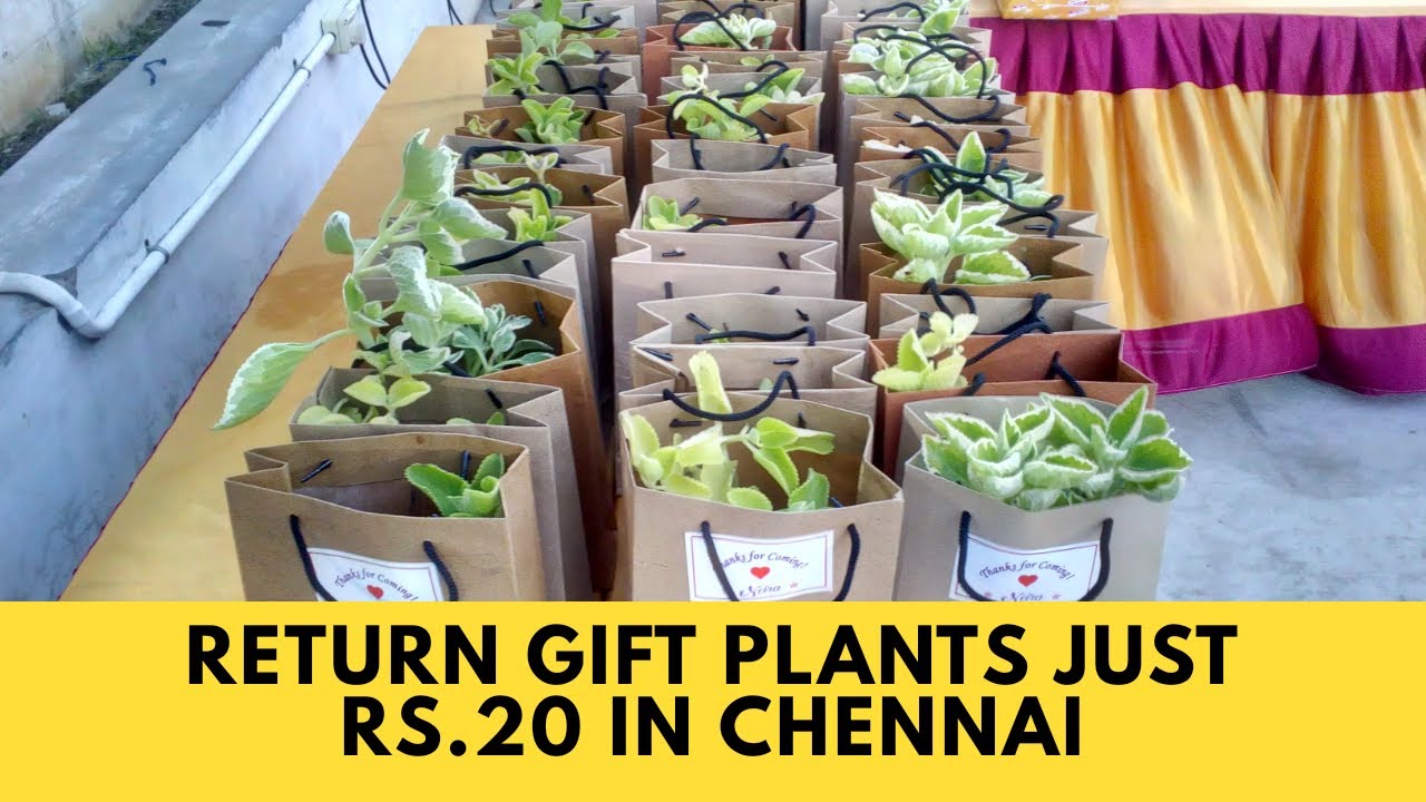 Share more than 121 plants as return gifts