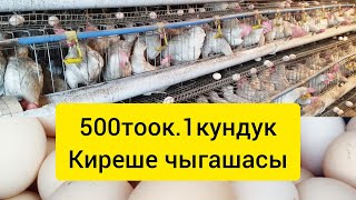 видео: 500тоок.Киреше чыгашасы#тоок#несушка#ош #бишкек#баткен#ноокат#жумуртка#ысыккол #токтогул#курынесушки картинка: 500тоок.Киреше чыгашасы#тоок#несушка#ош #бишкек#баткен#ноокат#жумуртка#ысыккол #токтогул#курынесушки