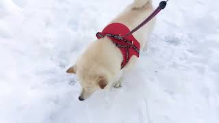 2024Snow