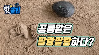 공룡의 알은 말랑말랑했다? [핫클립] / YTN 사이언스 screenshot 4