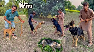 Pitbull Win Kar Gaya German Shepherd Sa 😱