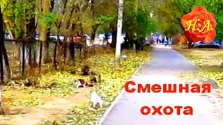 Смешная охота Про кошек и собак🐈🐕Смешные животные Смешная охота Про кошек и собак🐈🐕Смешные животные