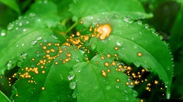 Hiệu ứng chuyển cảnh Proshow Transition 004