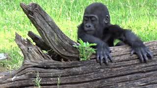 Gorilla Mädchen Tilla genießt den Frühling im Berliner Zoo  02.06.22