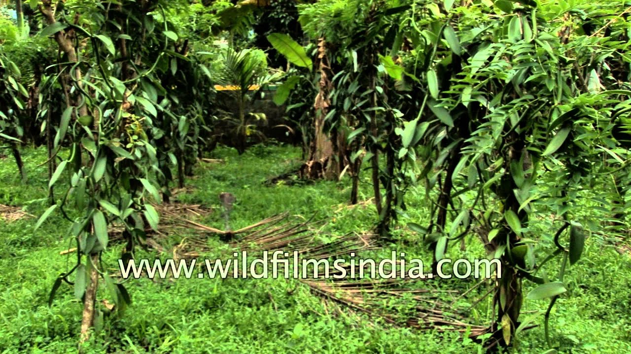 This is where your Vanilla ice cream flavour comes from - Vanilla
