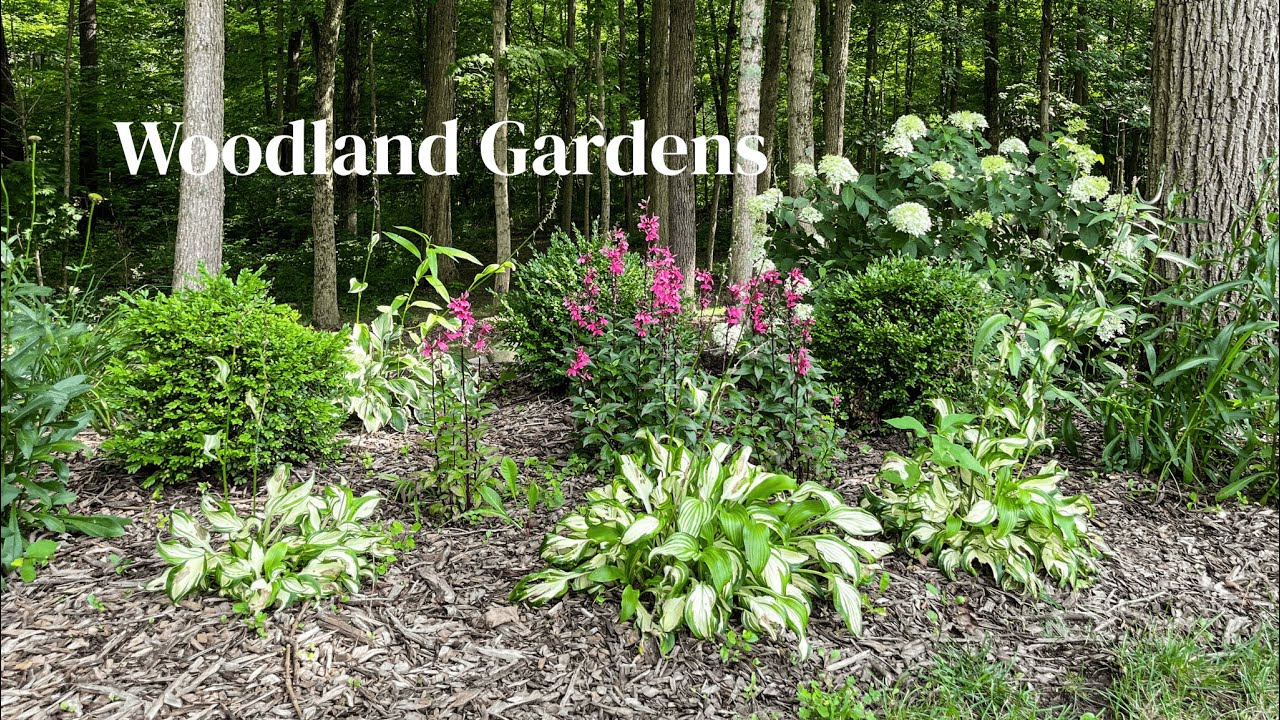Woodland Gardens Tour 🌱 Hostas, Hydrangeas, Native Plants & More!