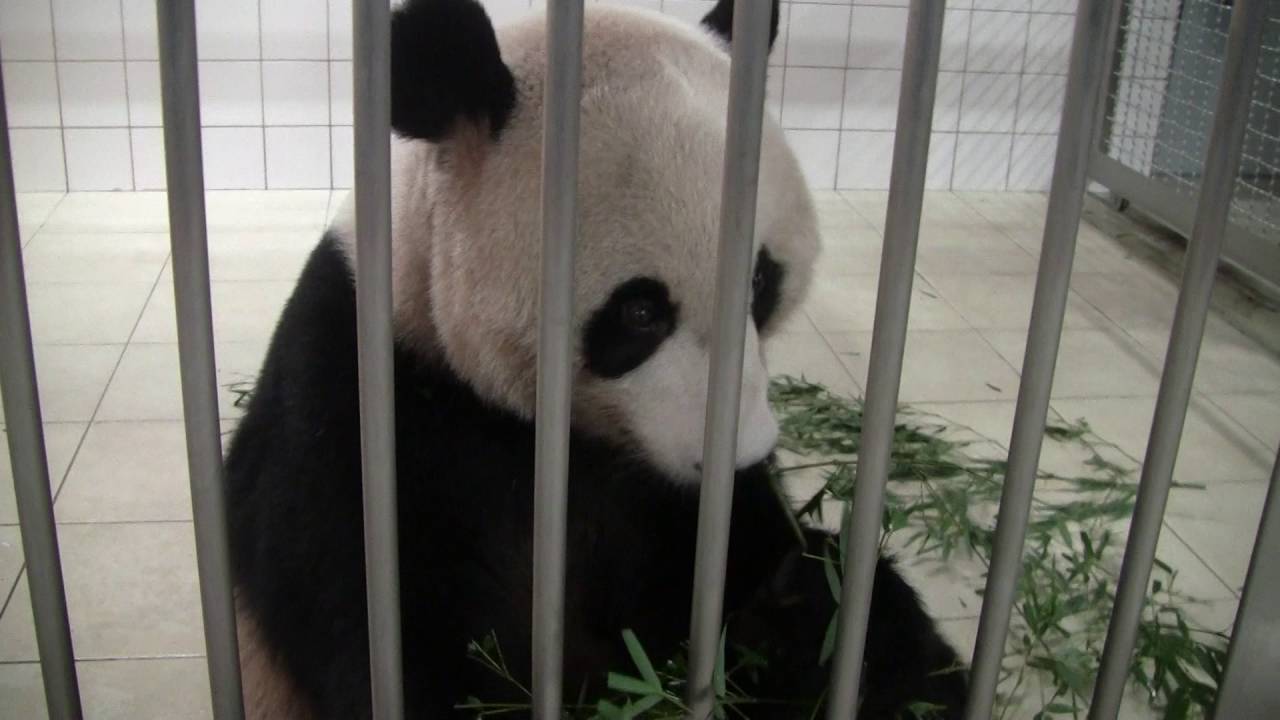 2-13 Sep 2016 Panda Love Tour at Adventure world, Japan - YouTube