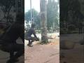 chainsaw expert cuts down dangerous palm trees #shorts #chainsaw #treecutting