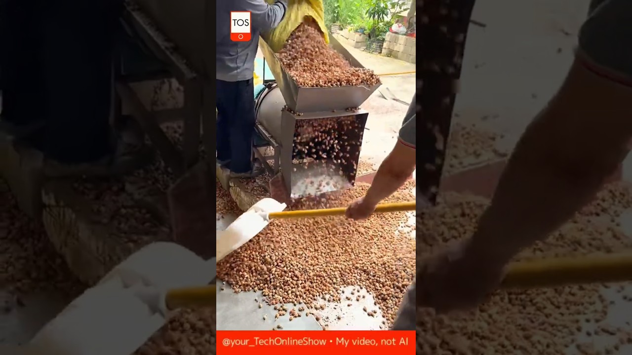 🌶️ HAND SORTING — spices in motion 🔧