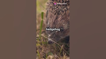 Hedgehogs