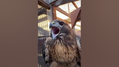 Real voice of eagle 🦅!!#eagle #viral #trending #firstvideo #shorts #like #subscribe #short