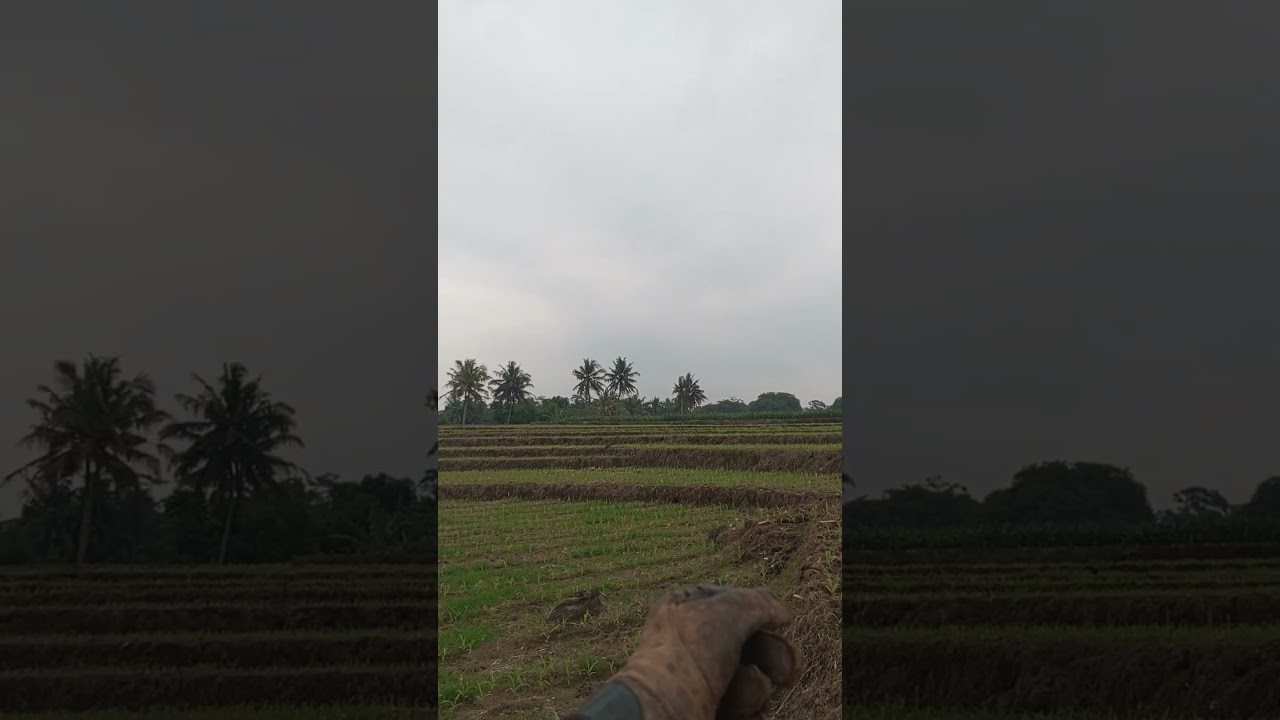 Changeable Hawk Eagle Just Fitness No Game 