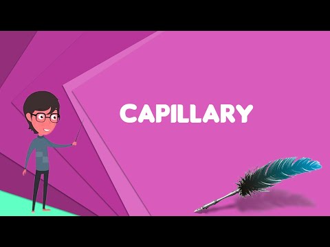 What is Capillary? Explain Capillary, Define Capillary, Meaning of Capillary