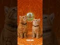Unlocking the Magic: This Cat House is INSANE! 🍊🏡✨ & Two Very Happy Cats