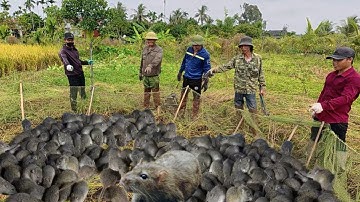 Quây Lưới Bắt Chuột Đồng, Không Ngờ Chỗ Này Lại Nhiều Chuột Đến Thế