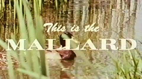 This is the Mallard (1963)