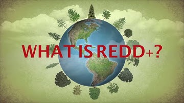 What is REDD+