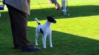 Smooth Fox Terrier Dog Show