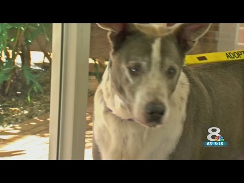 Video: Preteklo pismo prejšnjega lastnika razkriva skrivnost sprejetega psa, preden se vrne v zavetišče