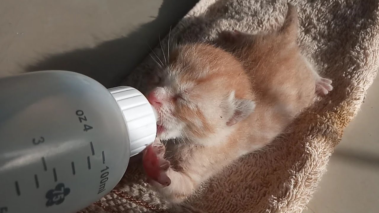 Motherless Kitten Feeds From Bottle But Still Seeks Mom’s Comfort