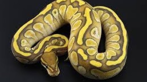 Nat Geo Wild - The Life Of The Pythons - National Geographic