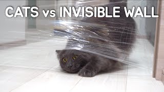 Cats vs Invisible Wall