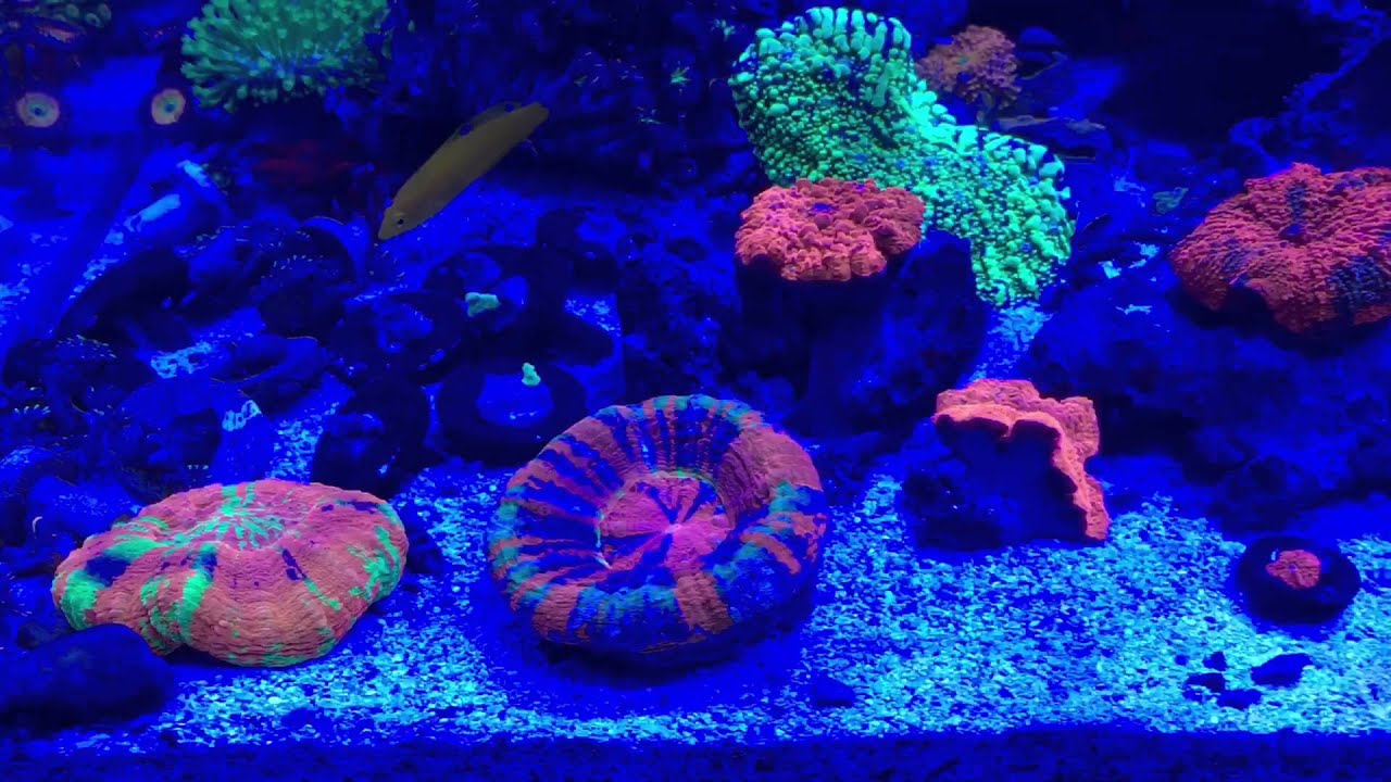 Top Shelf Aquatics Coral Loaded Nano Aquarium YouTube
