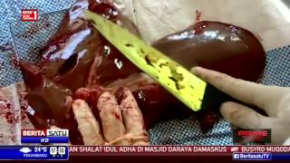 Ditemukan Cacing Hati di Daging Hewan Kurban
