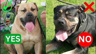 All about Boerboel coat colours and patterns by Boerboel Yzer 1,690 views 6 months ago 6 minutes, 42 seconds