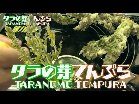 タラの芽 天ぷらレシピ 薄力粉編 下処理から盛り付けthe Edible Wild Plant Tempura Which Japanese Like Most Youtube